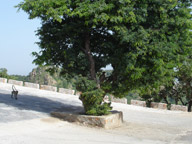Sajjangarh wildlife sanctuary, Udaipur.