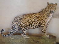 Sajjangarh Wildlife Sanctuary, a Suitable Habitat for Cat Species.